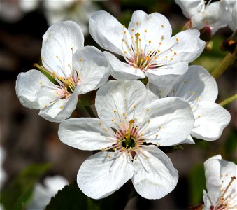 Flower of Prunus cerasus, east Bohemia, Czech Republic Prunus cerasus