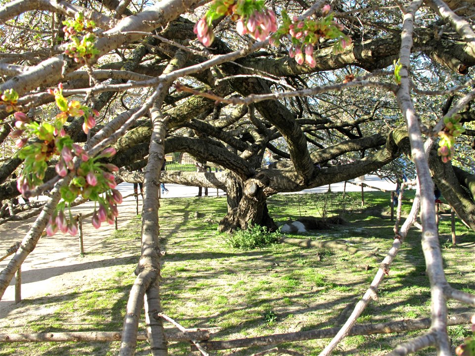 Prunus groupe Sato Zakura 'Shirotae'  in the Jardin des Plantes in Paris. Identified by its botanic label.