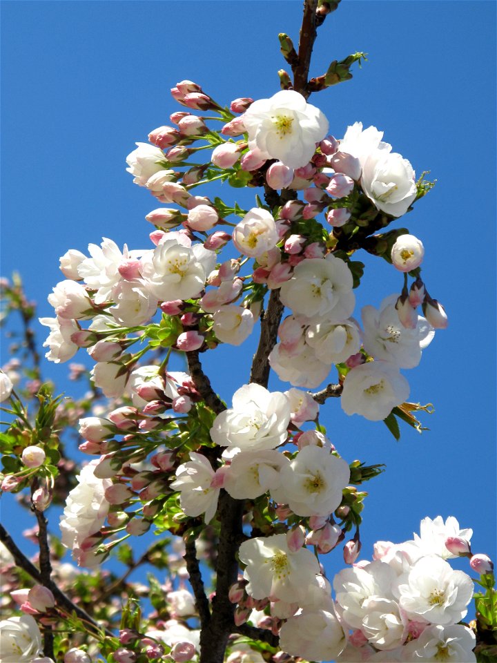 Prunus groupe Sato Zakura 'Shirotae'  in the Jardin des Plantes in Paris. Identified by its botanic label.