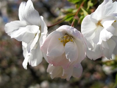 Prunus groupe Sato Zakura 'Shirotae'  in the Jardin des Plantes in Paris. Identified by its botanic label.