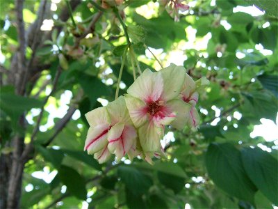 Prunus lannesiana "Gioiko" photo