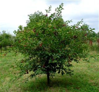 Prunus cerarus photo