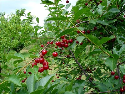 Prunus cerasus photo