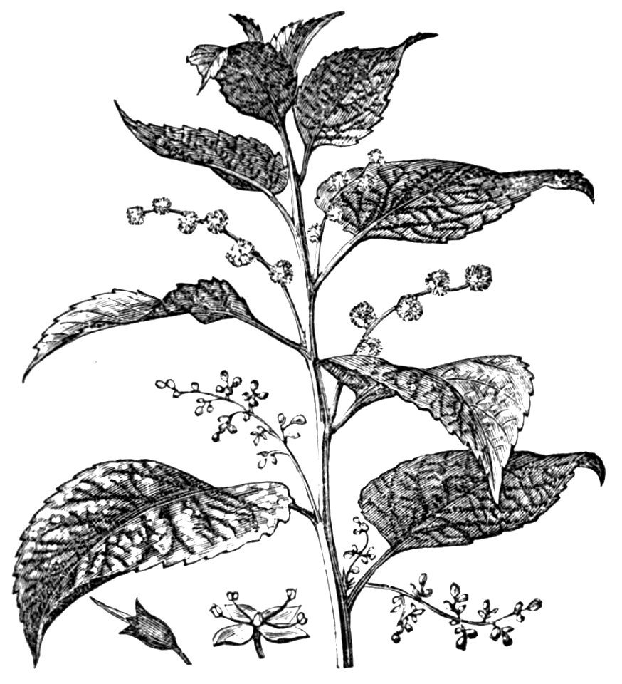 Wood engraving of Ramie (Bœhmeria nivea)