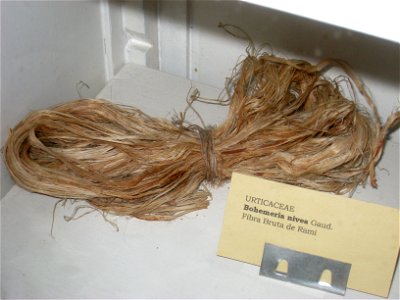 Boehmeria nivea specimen in the Museu Botânico Dr. João Barbosa Rodrigues, Jardim Botânico de São Paulo, São Paulo City, SP, Brazil.
