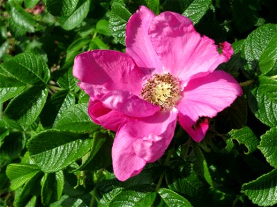 Kartoffel-Rose (Rosa rugosa) bei Hockenheim photo