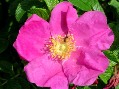 Kartoffel-Rose (Rosa rugosa) in Hockenheim-Talhaus photo