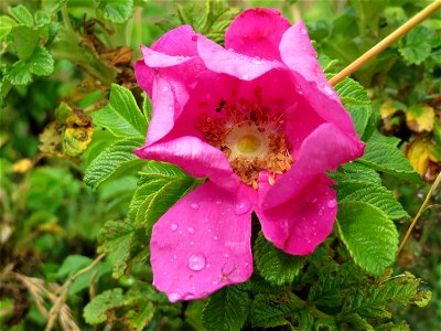 Kartoffel-Rose (Rosa rugosa) im Naturschutzgebiet Gewann Frankreich-Wiesental photo