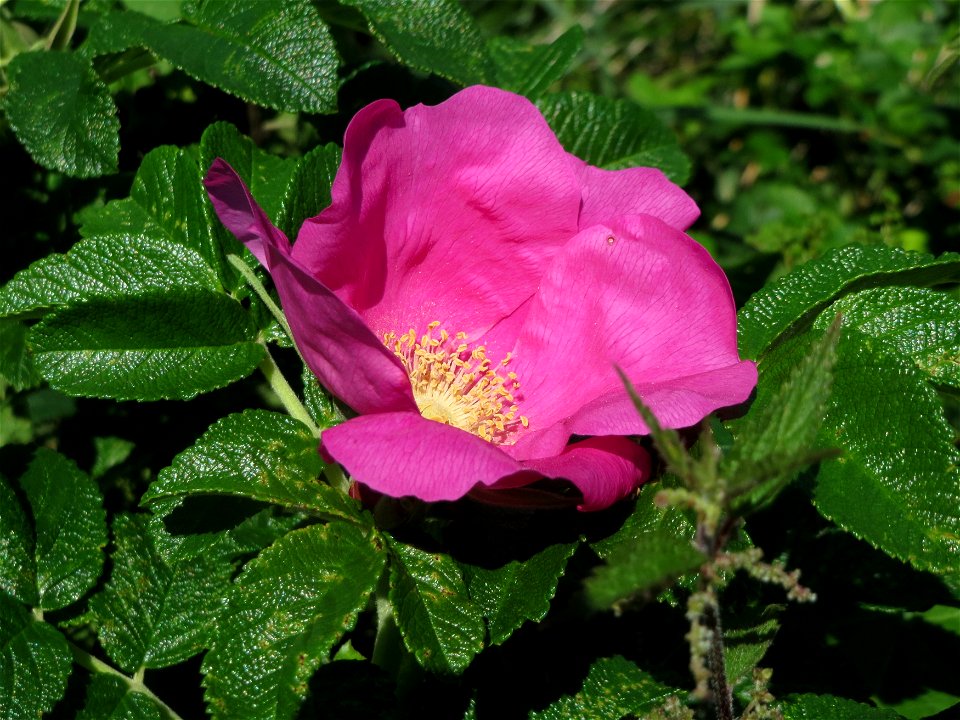 Kartoffel-Rose (Rosa rugosa) am Schalkenmehrener Maar