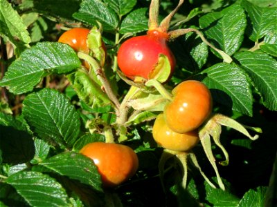 Kartoffel-Rose (Rosa rugosa) am Schalkenmehrener Maar