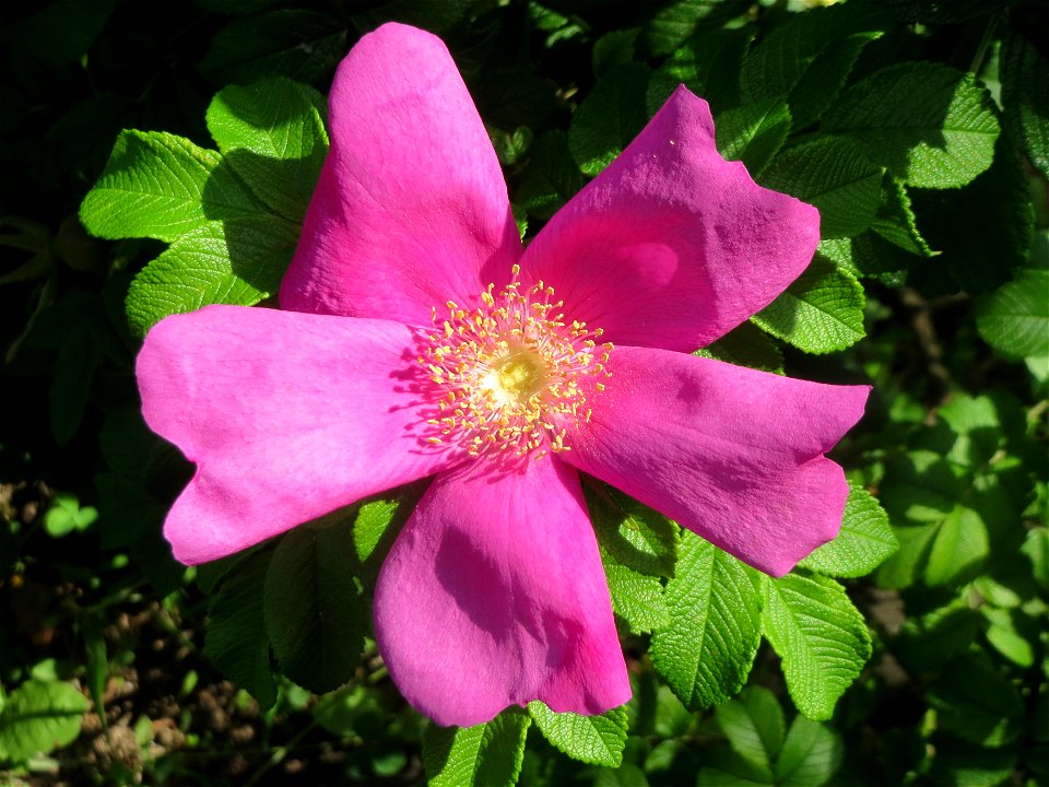 Kartoffel-Rose (Rosa rugosa) im Neuenheimer Feld in Heidelberg