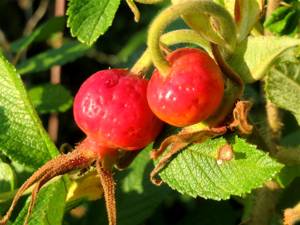 Kartoffel-Rose (Rosa rugosa) im Schwetzinger Hardt photo