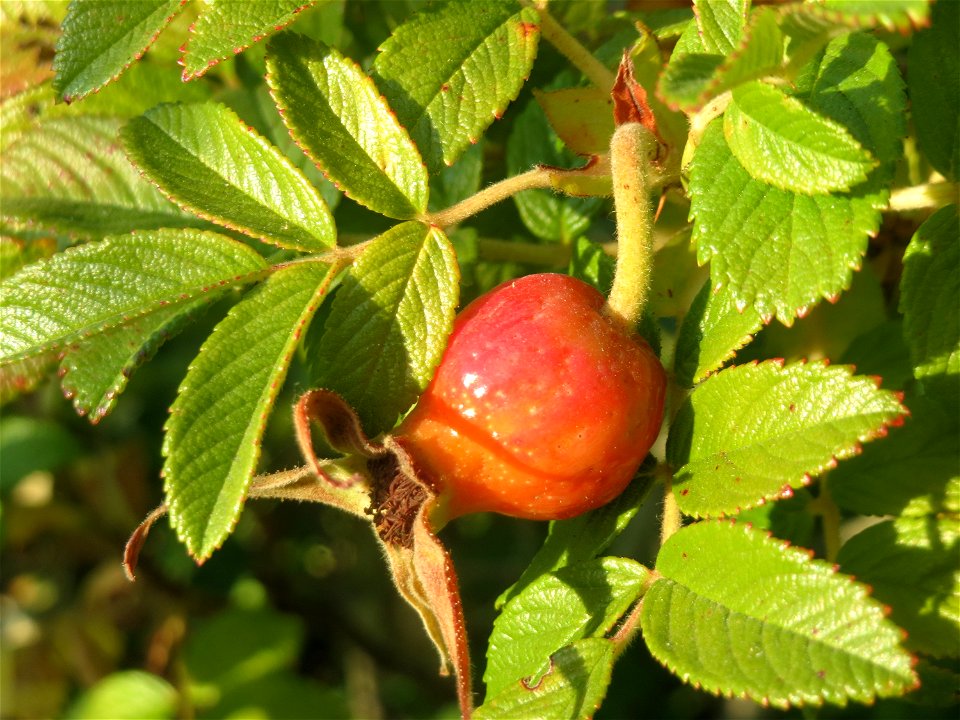 Kartoffel-Rose (Rosa rugosa) im Schwetzinger Hardt