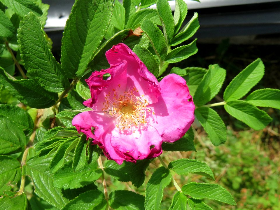 Kartoffel-Rose (Rosa rugosa) am Hockenheimer Baggersee in der Schwetzinger Hardt