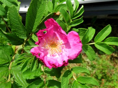 Kartoffel-Rose (Rosa rugosa) am Hockenheimer Baggersee in der Schwetzinger Hardt photo