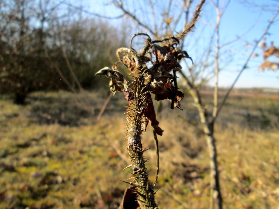 Mumienbotanik: Kartoffel-Rose (Rosa rugosa) bei Reilingen - eingeschleppt aus Ostasien