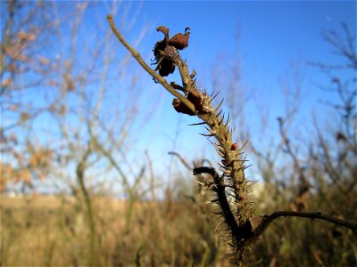Mumienbotanik: Kartoffel-Rose (Rosa rugosa) bei Reilingen - eingeschleppt aus Ostasien