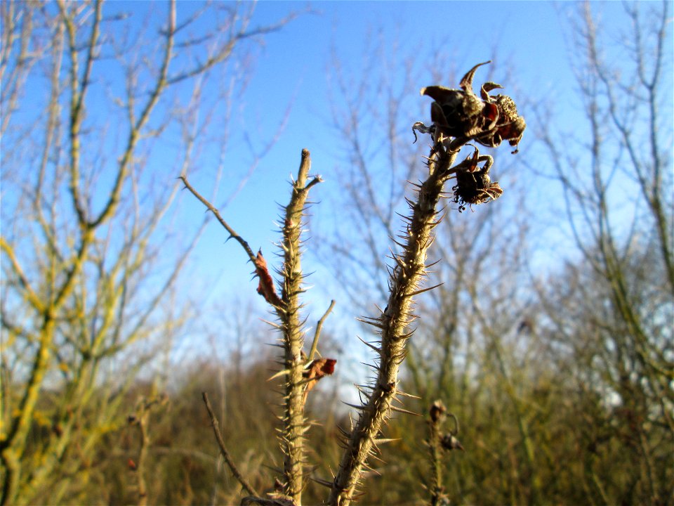 Mumienbotanik: Kartoffel-Rose (Rosa rugosa) bei Reilingen - eingeschleppt aus Ostasien