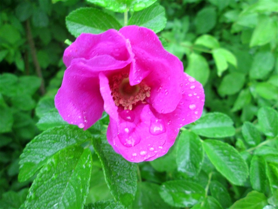 Kartoffel-Rose (Rosa rugosa) am Osthafen Saarbrücken