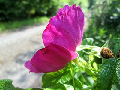 Kartoffel-Rose (Rosa rugosa) in der Schwetzinger Hardt