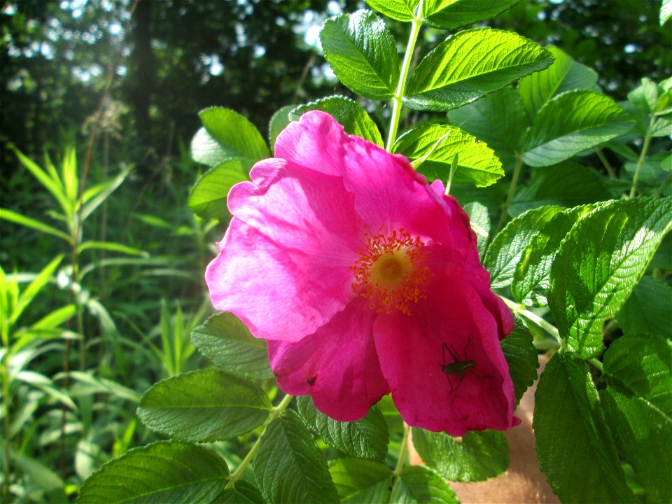 Kartoffel-Rose (Rosa rugosa) in der Schwetzinger Hardt photo