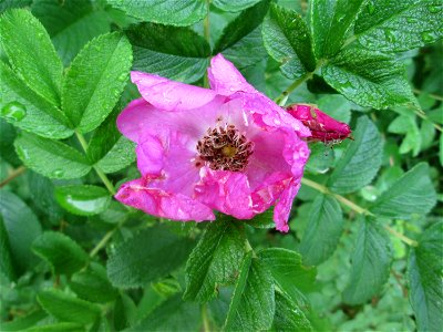 Kartoffel-Rose (Rosa rugosa) in der Schwetzinger Hardt photo
