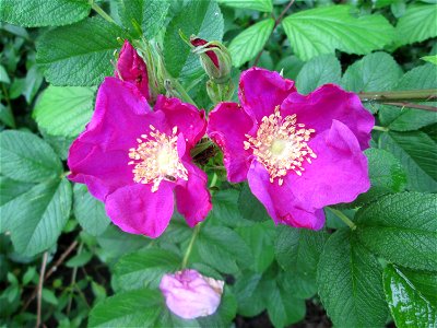 Kartoffel-Rose (Rosa rugosa) in der Schwetzinger Hardt photo