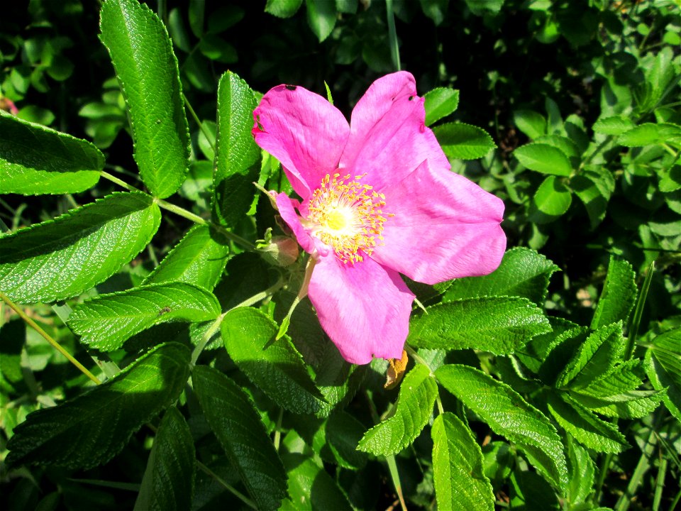 Kartoffel-Rose (Rosa rugosa) in der Schwetzinger Hardt photo