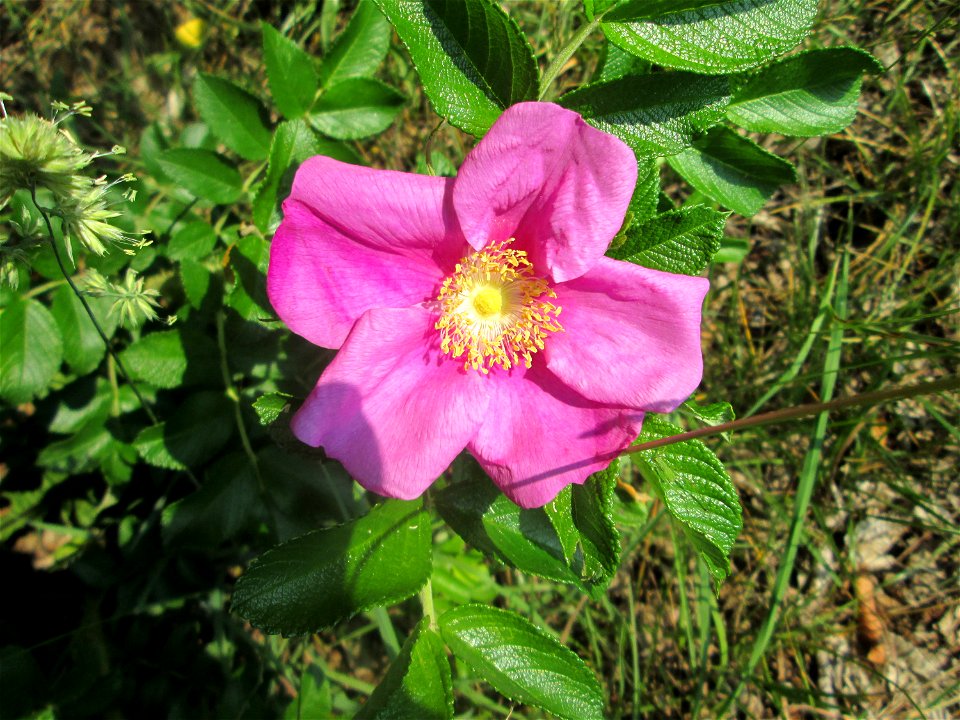 Kartoffel-Rose (Rosa rugosa) in der Schwetzinger Hardt