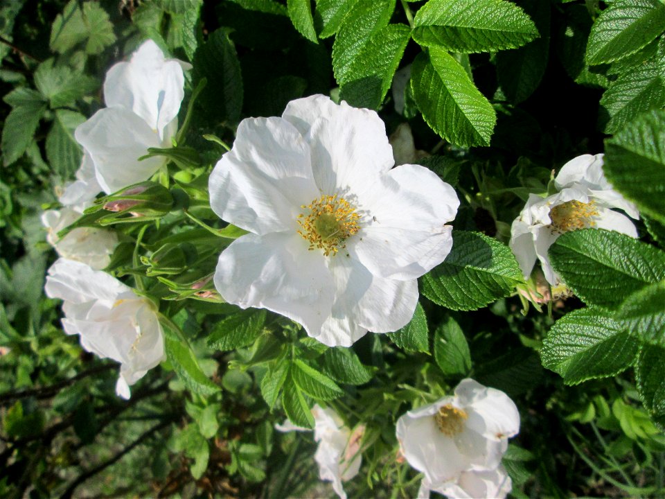 Weiß blühende Kartoffel-Rose (Rosa rugosa) in der Schwetzinger Hardt