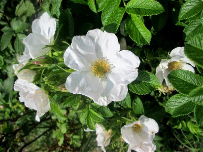 Weiß blühende Kartoffel-Rose (Rosa rugosa) in der Schwetzinger Hardt photo