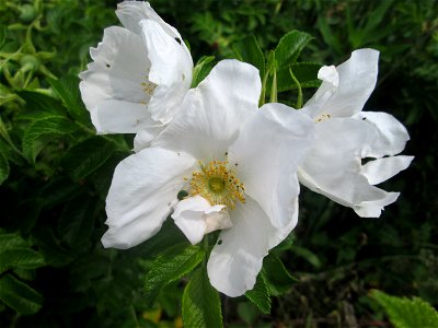 Weiß blühende Kartoffel-Rose (Rosa rugosa) in der Schwetzinger Hardt photo