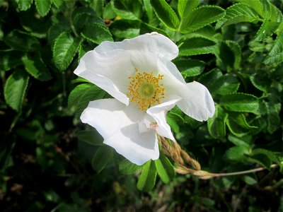 Weiß blühende Kartoffel-Rose (Rosa rugosa) in der Schwetzinger Hardt