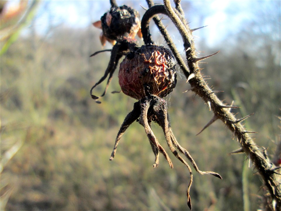 Hagebutten der Kartoffel-Rose (Rosa rugosa) bei Reilingen - eingeschleppt aus Ostasien