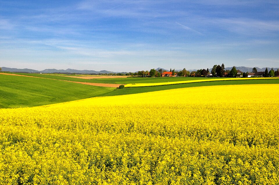 Field of rapeseeds blooming rape field yellow