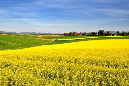 Field of rapeseeds blooming rape field yellow