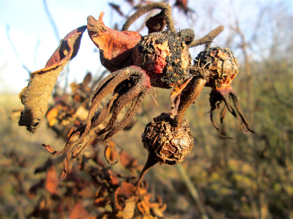 Hagebutten der Kartoffel-Rose (Rosa rugosa) bei Reilingen - eingeschleppt aus Ostasien