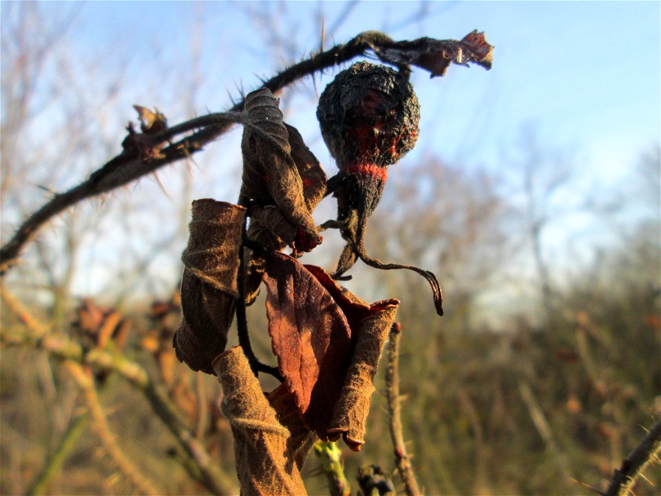 Hagebutten der Kartoffel-Rose (Rosa rugosa) bei Reilingen - eingeschleppt aus Ostasien