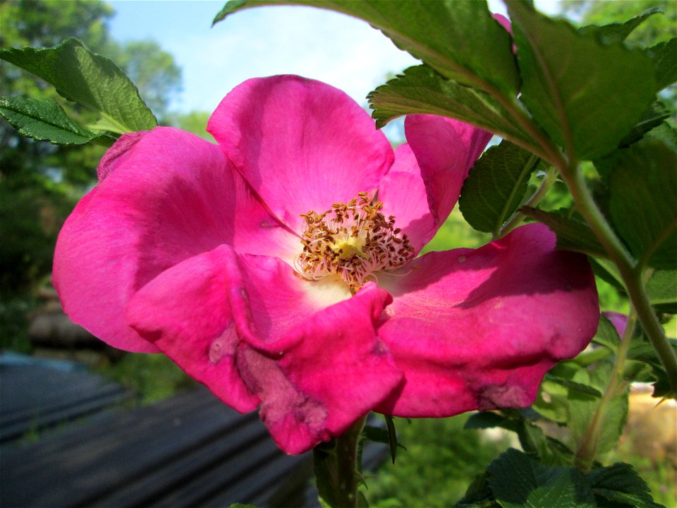 Kartoffel-Rose (Rosa rugosa) invasiv an der Böschung der A61 am Rand der Schwetzinger Hardt