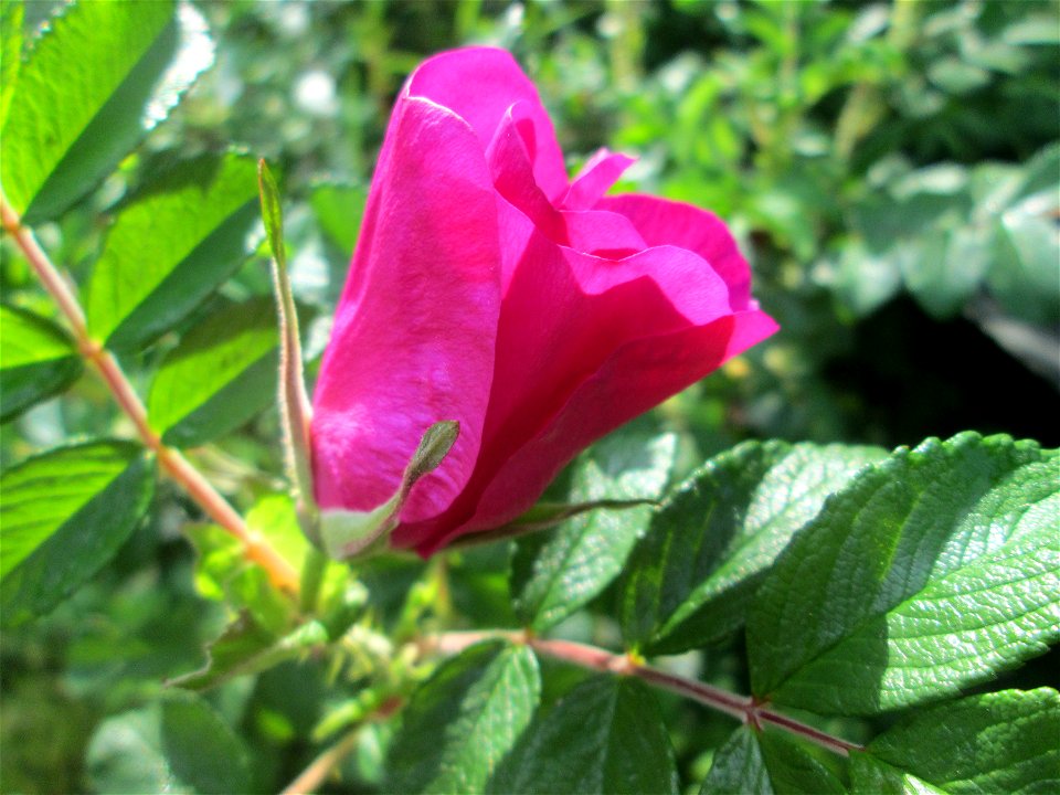 Kartoffel-Rose (Rosa rugosa) invasiv an der Böschung der A61 am Rand der Schwetzinger Hardt