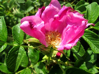Kartoffel-Rose (Rosa rugosa) invasiv an A6 in Güdingen