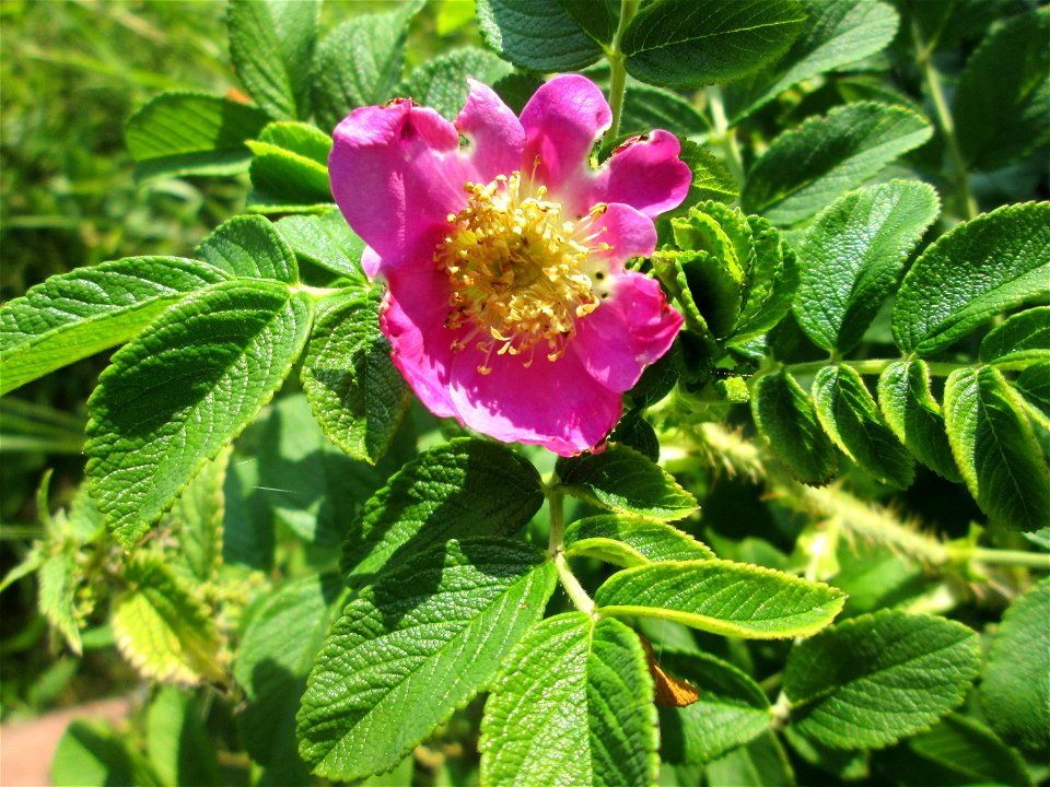 Kartoffel-Rose (Rosa rugosa) invasiv an A6 in Güdingen