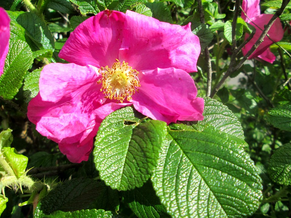 Kartoffel-Rose (Rosa rugosa) an einer Brückenzufahrt in Brebach