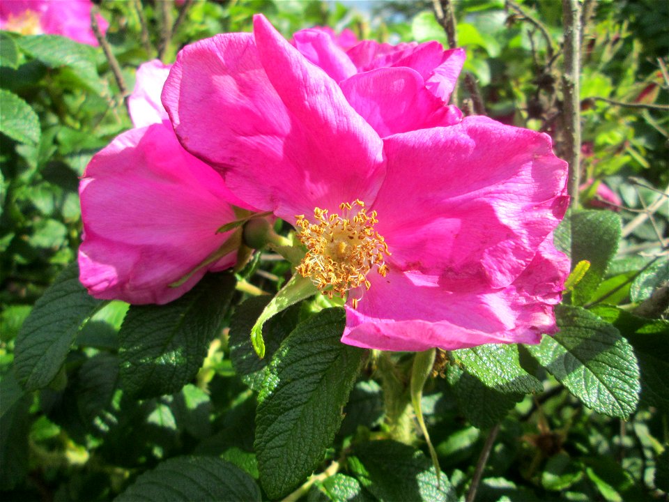Kartoffel-Rose (Rosa rugosa) an einer Brückenzufahrt in Brebach