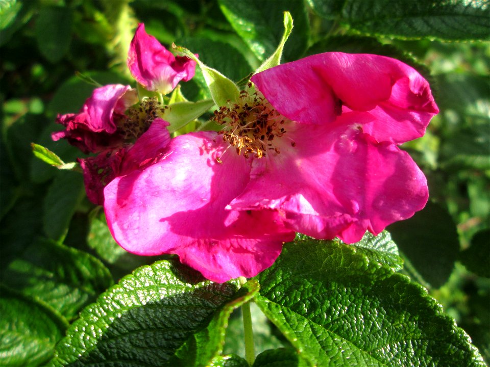 Kartoffel-Rose (Rosa rugosa) an einer Brückenzufahrt in Brebach