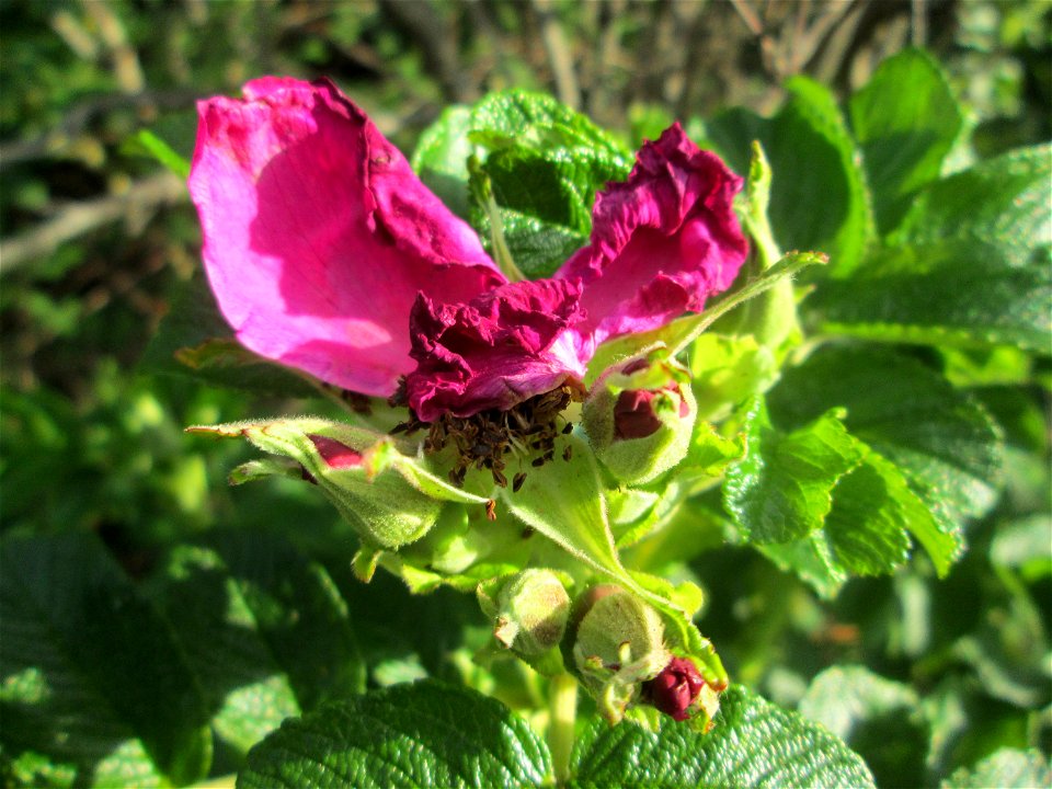 Kartoffel-Rose (Rosa rugosa) an einer Brückenzufahrt in Brebach
