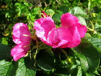 Kartoffel-Rose (Rosa rugosa) an einer Brückenzufahrt in Brebach photo