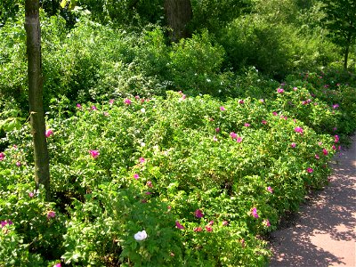 A group of Rosa rugosa cultivars foto door Magalhães photo