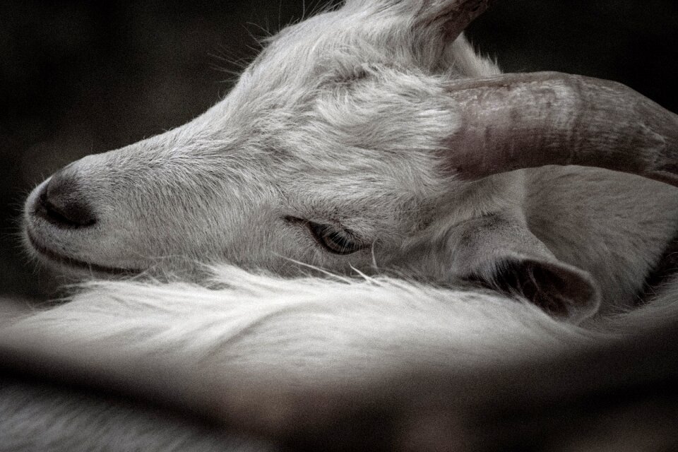 Animal the horn of africa grey