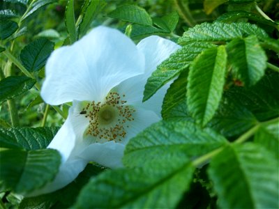 Rosa rugosa photo